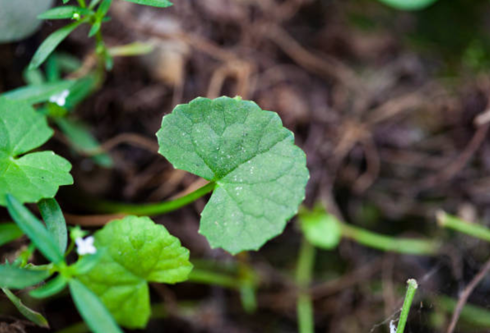 बुद्धि के लिए वरदान दिमाग की बीमारियों में श्रेष्ठ दिव्य औषधि 15 Screenshot 2025 0125 171313