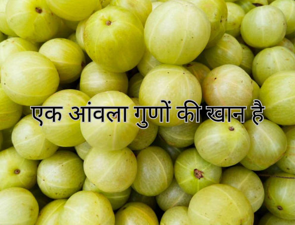 एक आंवला गुणों की खान है 20250131 150235 0000