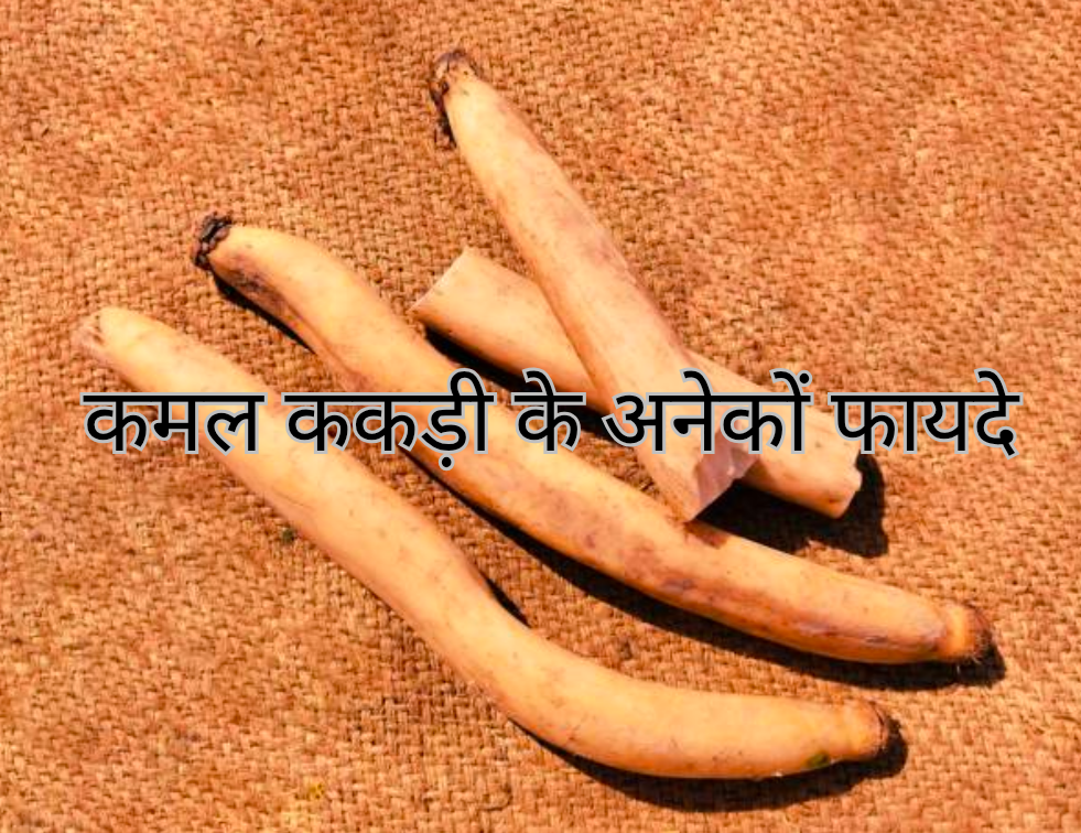 कमल ककड़ी के अनेकों फायदे 20250129 115016 0000