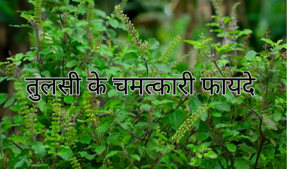 तुलसी के चमत्कारी फायदे 20250129 115250 0000