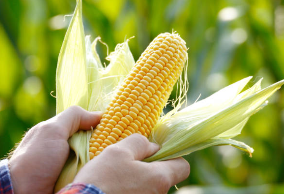 Screenshot 2025 0226 125551