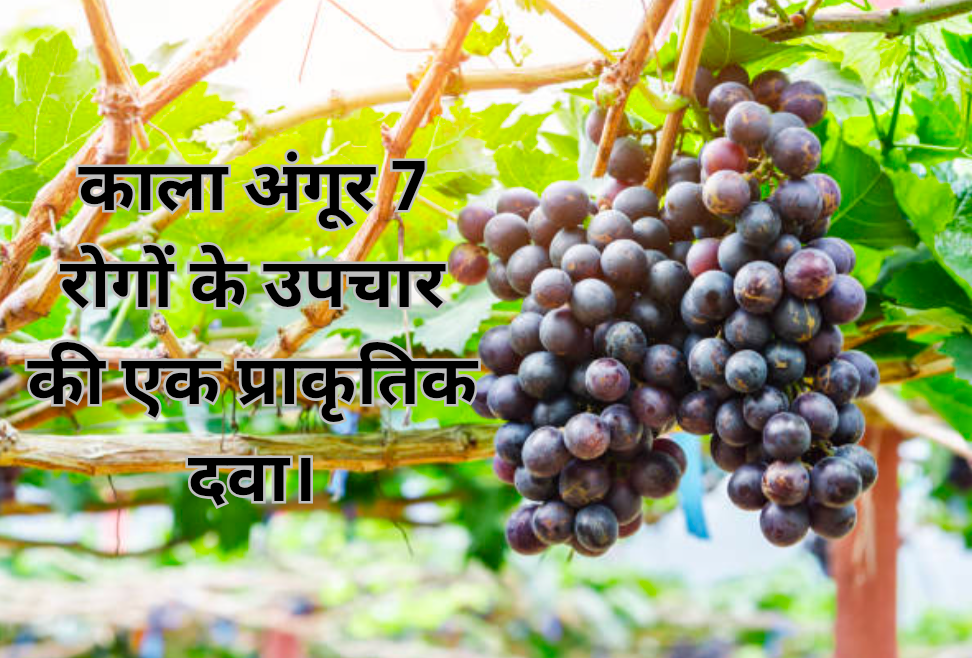 काला अंगूर 7 रोगों के उपचार की एक प्राकृतिक दवा। 20250211 131517 0000