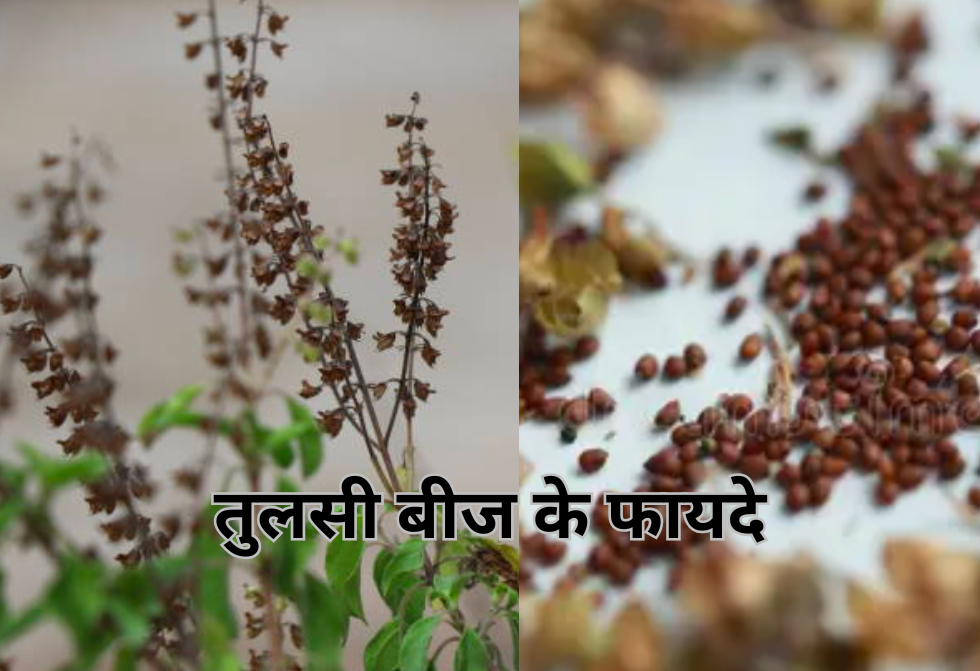 तुलसी बीज के 11 जबरदस्त फायदे। 12 तुलसी बीज के फायदे 20250222 152944 0000