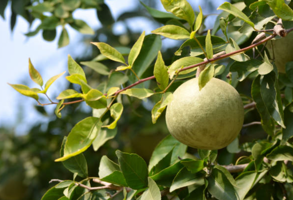 Screenshot 2025 0301 002405