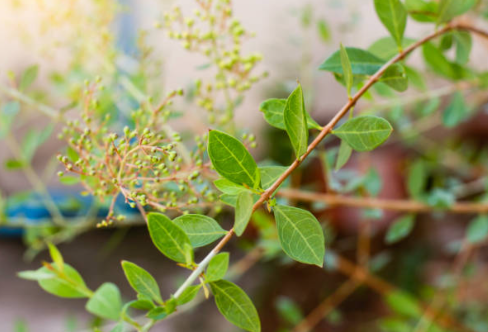 Screenshot 2025 0303 131002