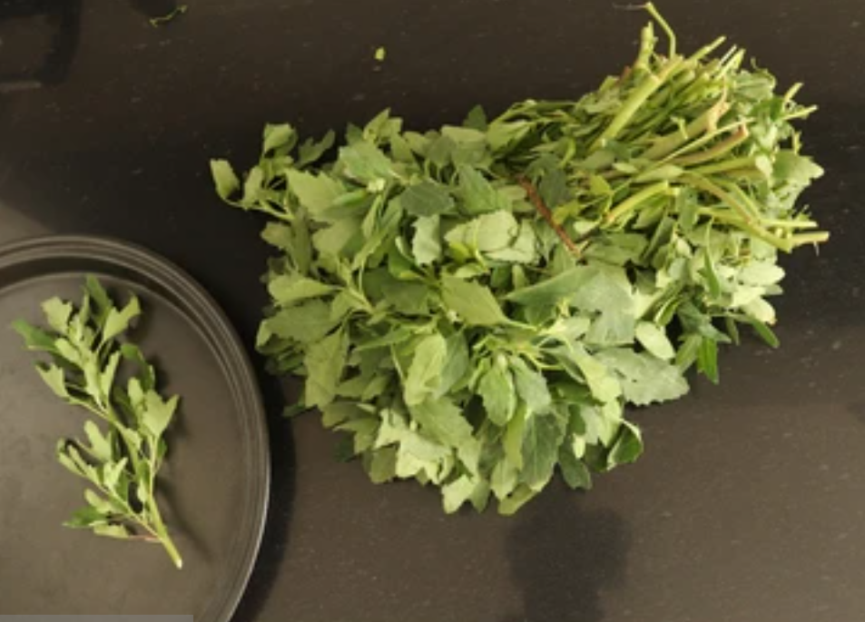 Screenshot 2025 0309 145517