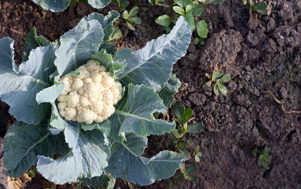 जानिए फूलगोभी (Cauliflower) खाने के लाभ। 4 Screenshot 2025 0421 160257