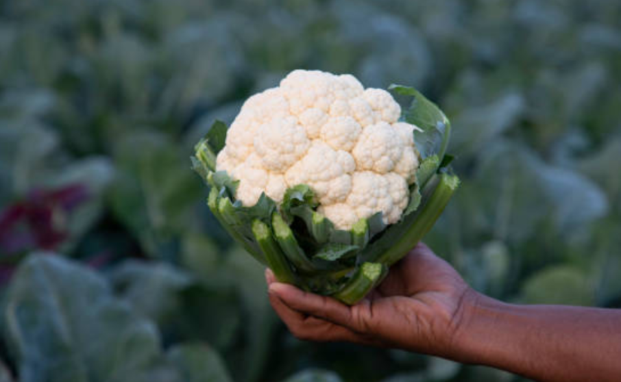 जानिए फूलगोभी (Cauliflower) खाने के लाभ। 5 Screenshot 2025 0421 160344