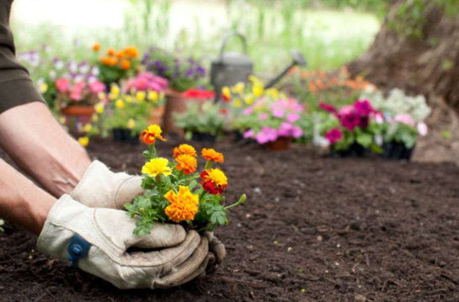 जानिए गेंदे का फूल (Marigold) आपके त्वचा के लिए हैं कितना फायदेमंद। 1 Screenshot 2025 0422 123951