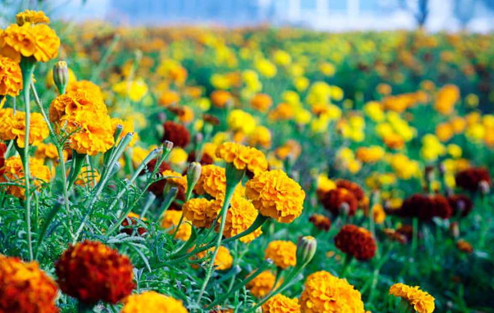 जानिए गेंदे का फूल (Marigold) आपके त्वचा के लिए हैं कितना फायदेमंद। 3 Screenshot 2025 0422 124203